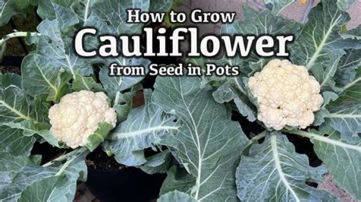 Does cauliflower regrow Stardew?