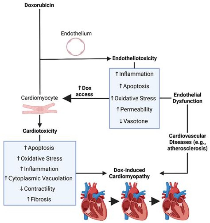 Does chemotherapy cause cardiotoxicity?