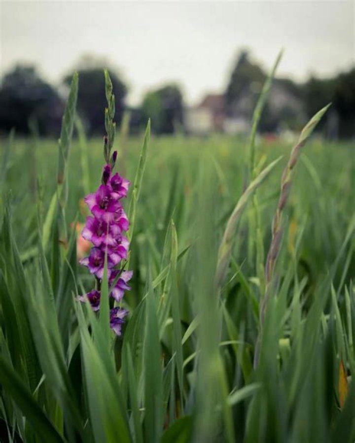 Does deer eat gladiolus?