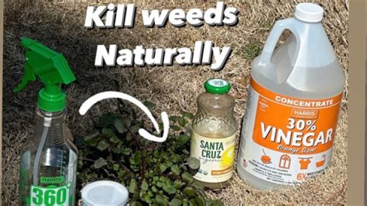 Does disking kill weeds?
