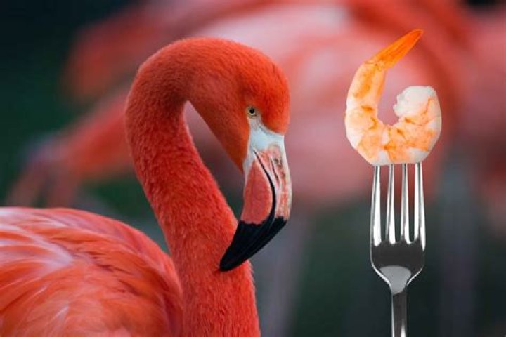 Does eating shrimp make flamingos pink?