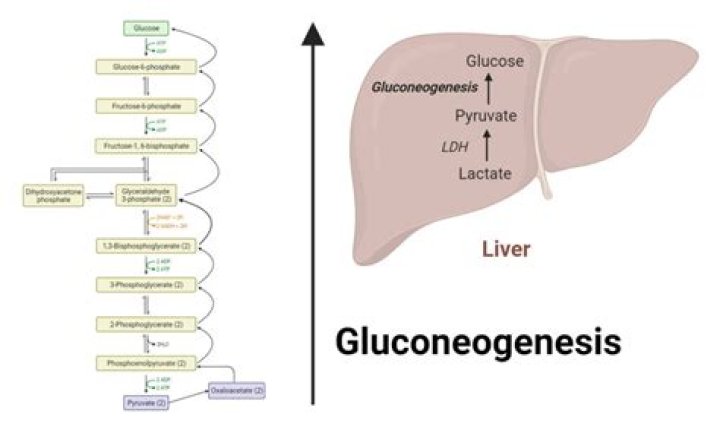 Does gluconeogenesis need oxygen?