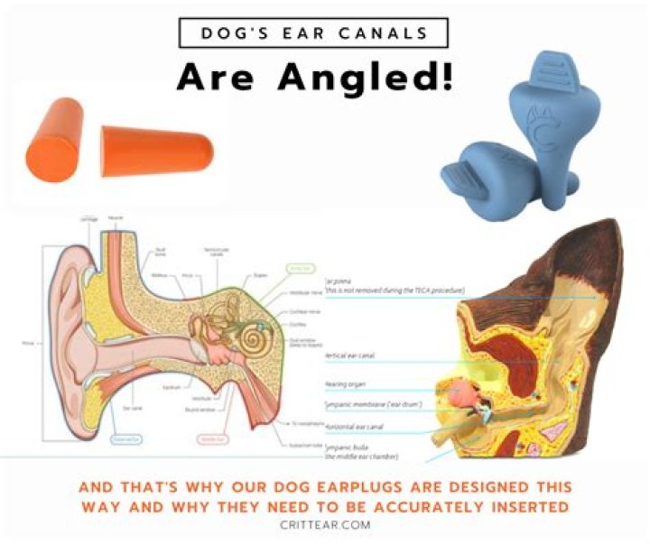 Does harmonica hurt dogs ears?