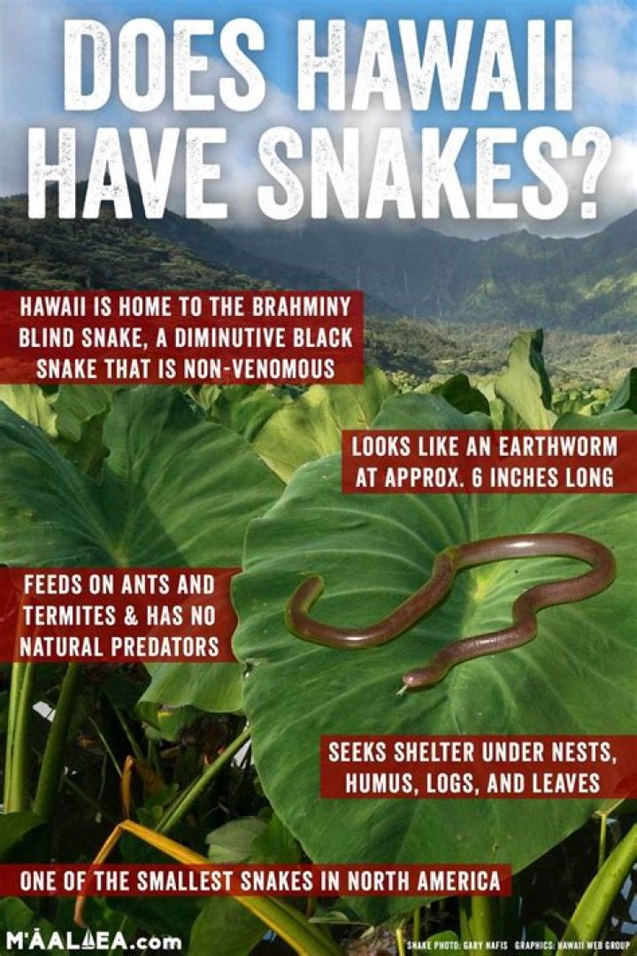 Does hawaii have snakes?