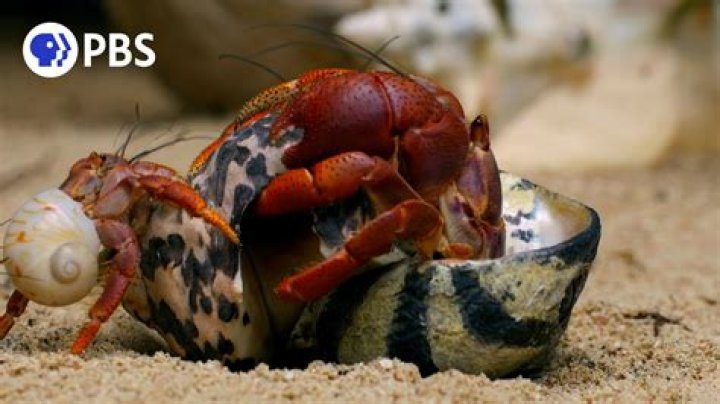 Does it hurt when a hermit crab pinches you?