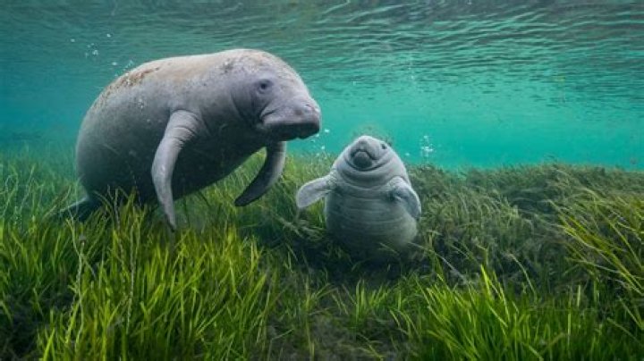 Does manatees have predators?