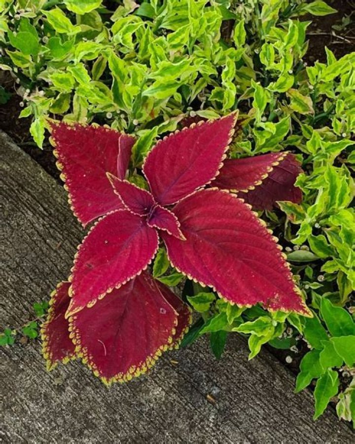 Does mayana have flowers?