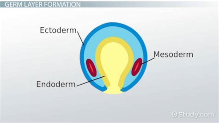 Does mesoderm form skin?