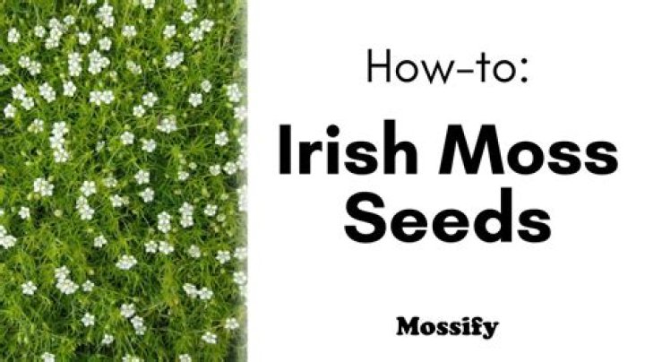 Does moss have seeds?