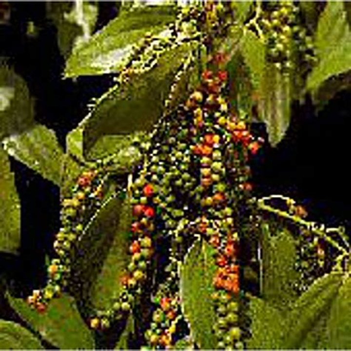 Does pepper come from peppercorn trees?