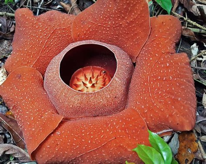Does rafflesia arnoldii have leaves?