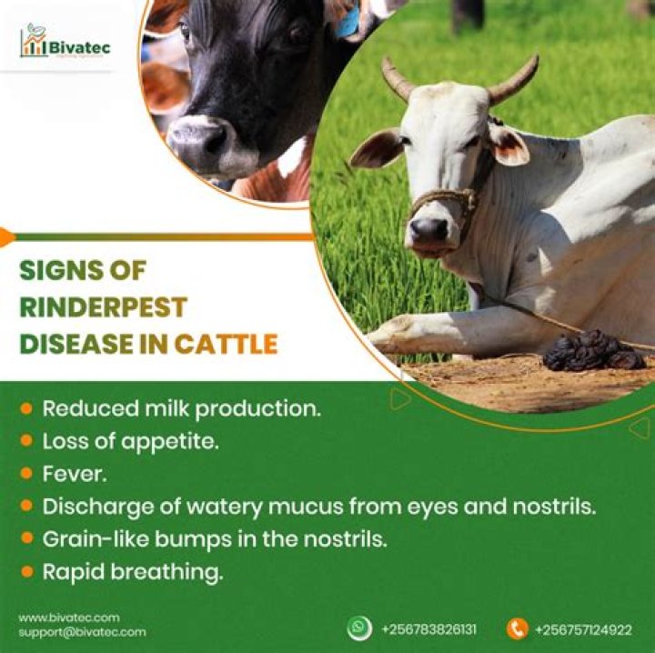 Does rinderpest still exist?