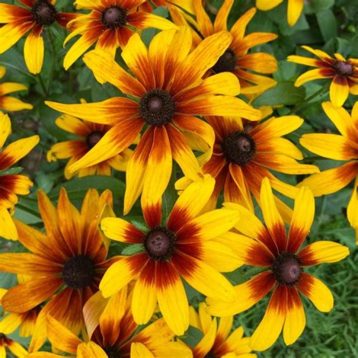 Does rudbeckia come back every year?