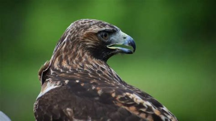 Does Salt harm wild birds?