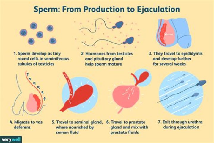 Does sperm production continue throughout life?