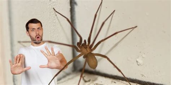 Does spray kill brown recluses?