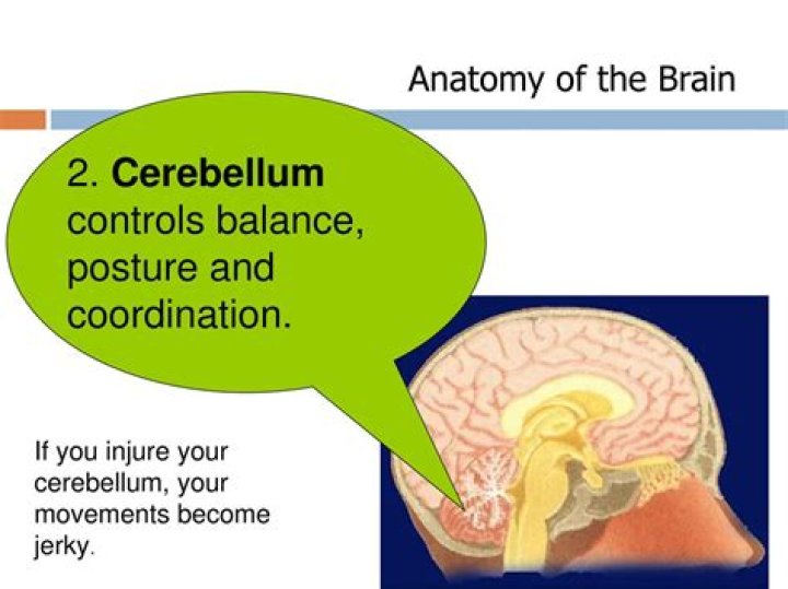 Does the cerebellum control speech?