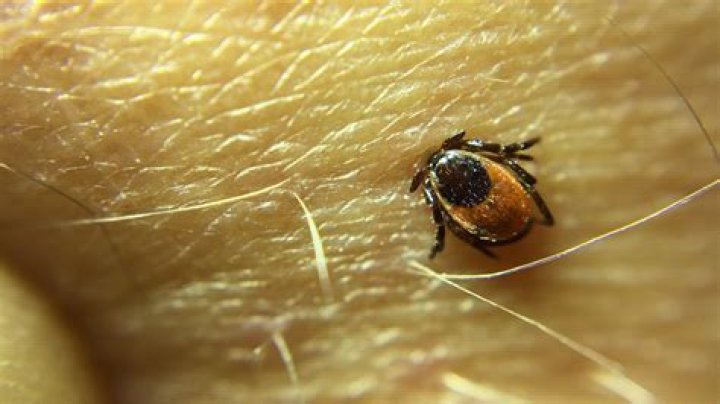 Does winter kill ticks?