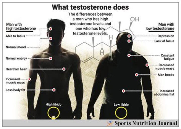 Does yohimbine increase testosterone?