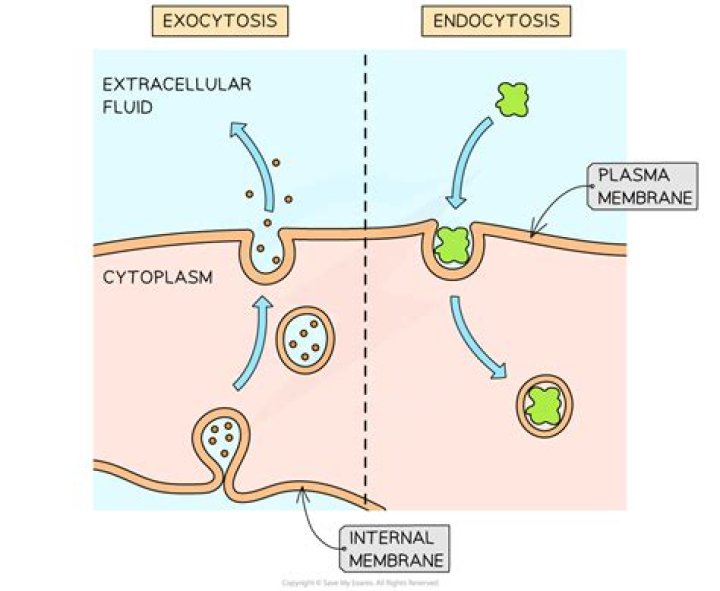 During endocytosis the cell takes in liquids?
