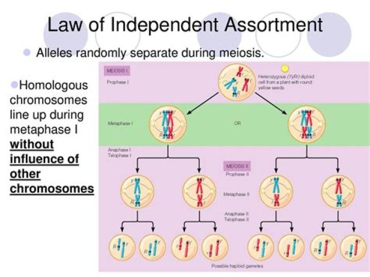 During independent assortment blank chromosomes separate?