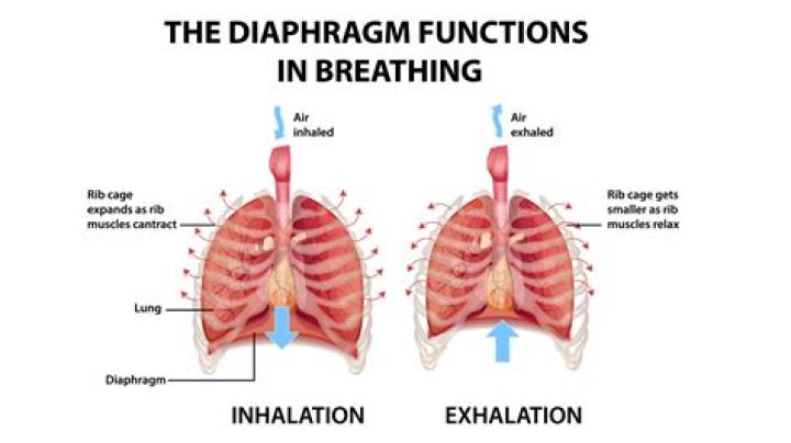 During inhalation the diaphragm contracts causing?