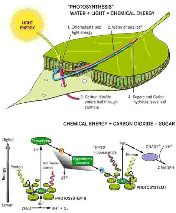 During photosynthesis energy captured by the ecosystem is?