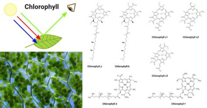 For chlorophyll formation most important are?