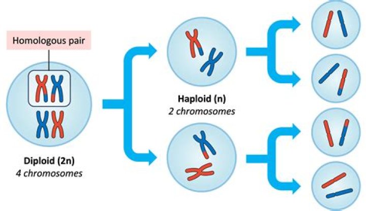 Has diploid number of chromosomes?