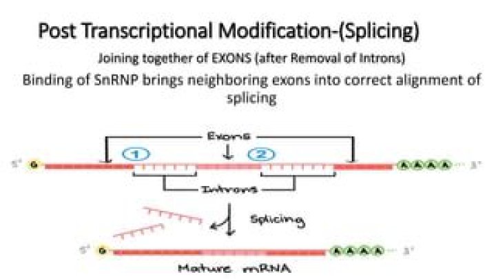How are exons joined together?
