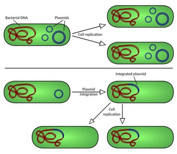 How are plasmids related to their function?