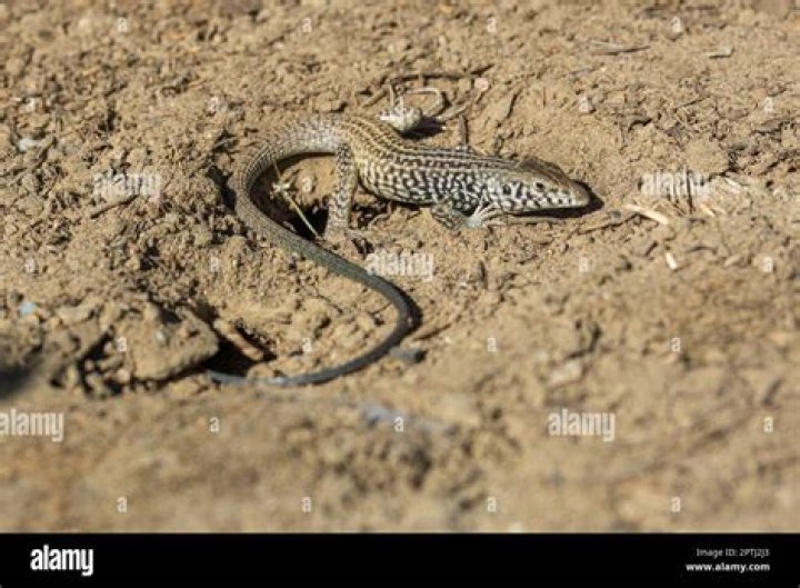 How big do desert whiptail get?