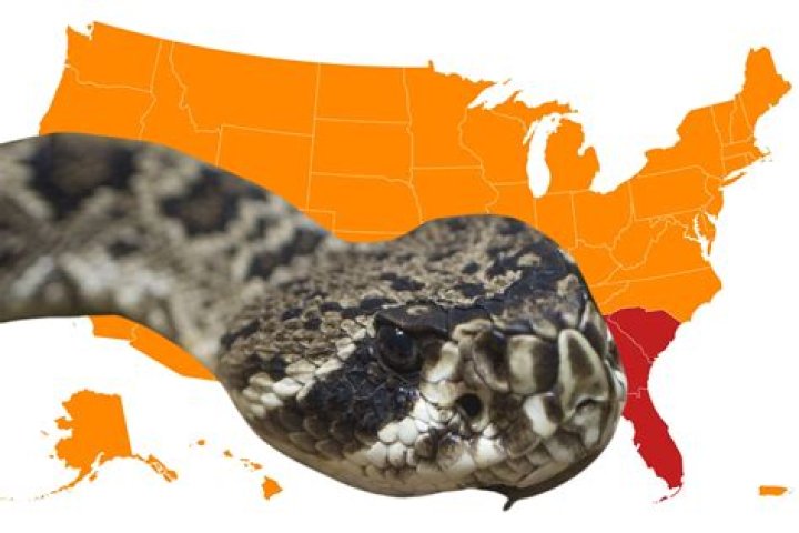 How big do massasauga rattlesnakes get?