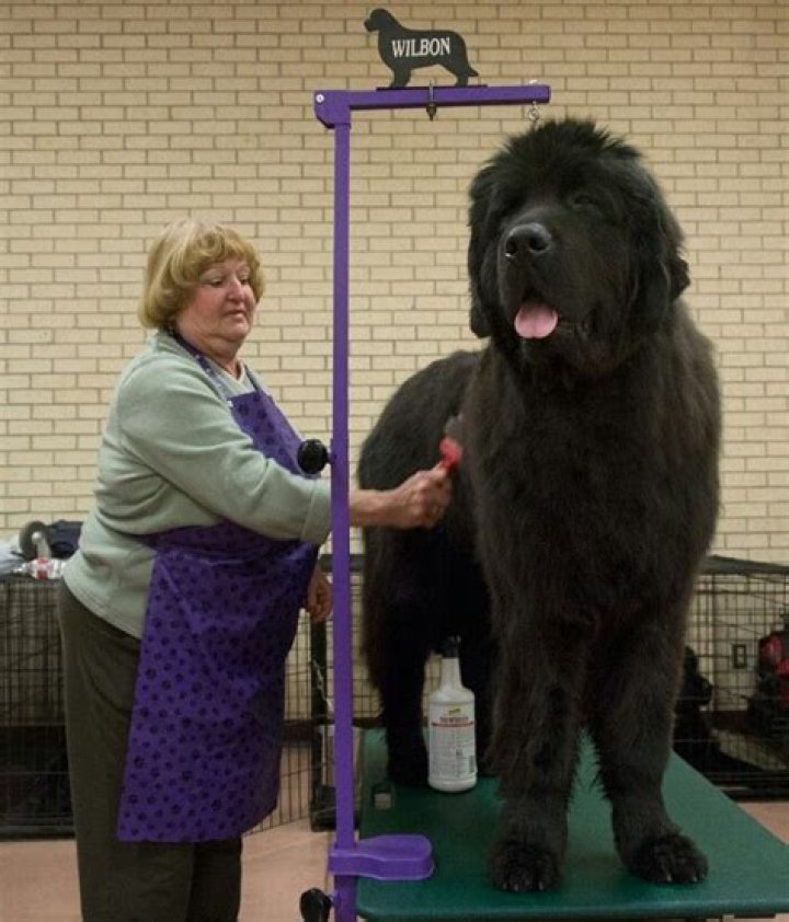 How big do newfoundlands get?