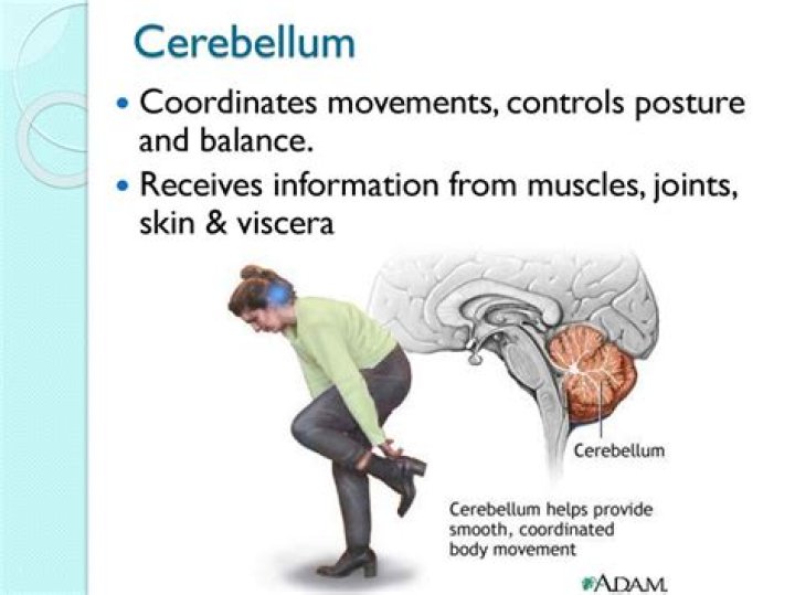 How cerebellum affects coordination?