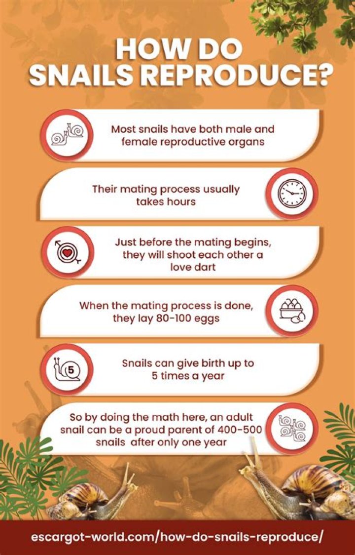 How do gold Inca snails reproduce?