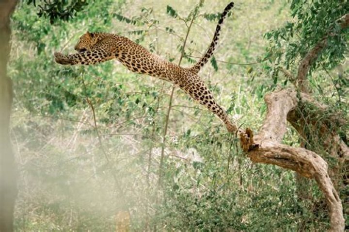How do leopards adapt to their environment?