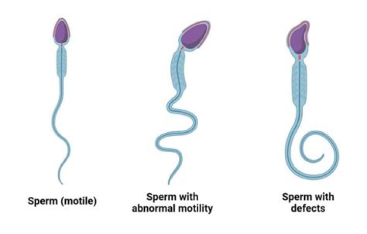 How do you find sperm with a black light?