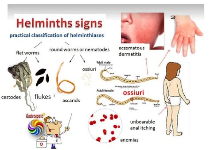 How do you get a helminth segment in Warframe?