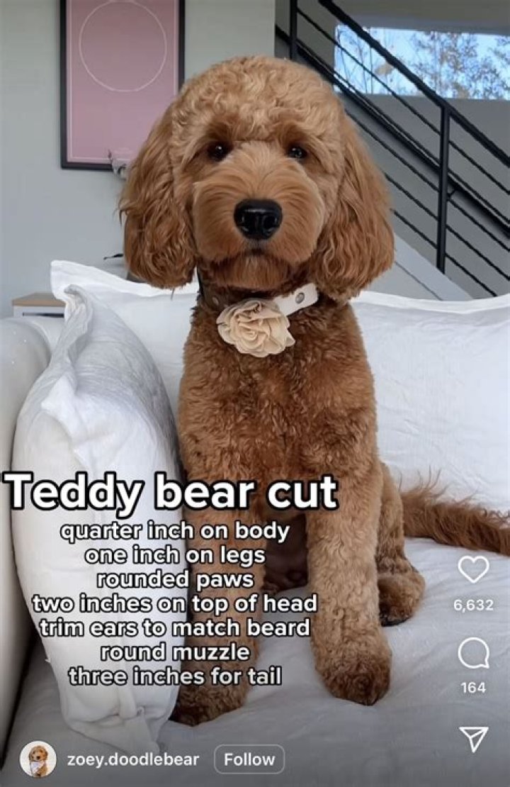 How do you give a Goldendoodle a teddy bear cut?