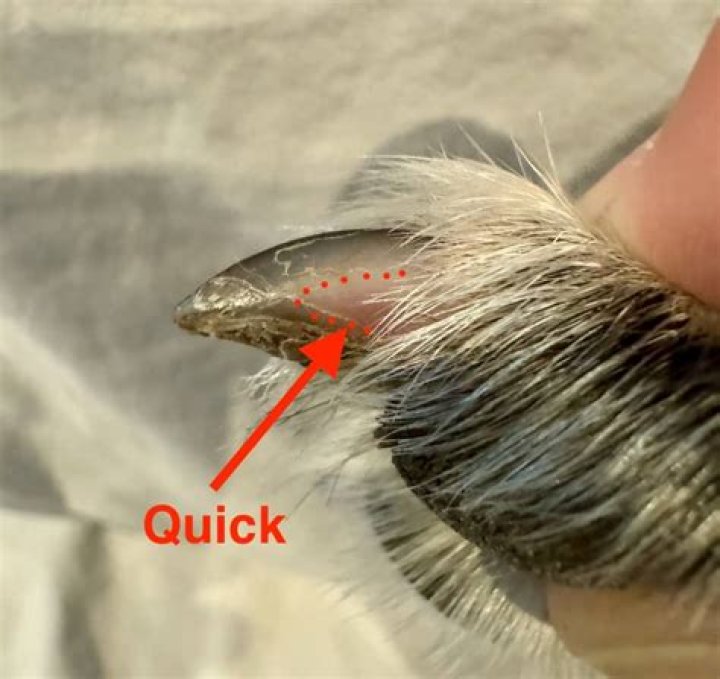 How do you say quick in Latin?