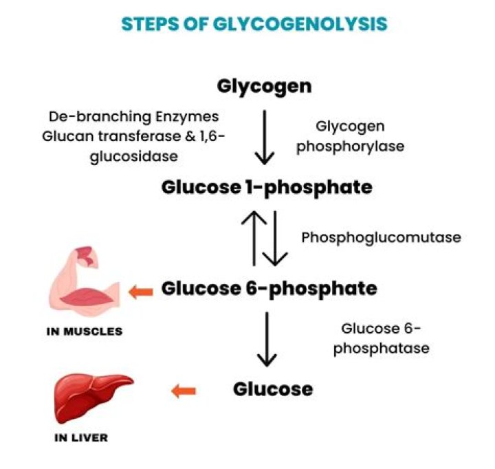 How does glycogenesis form?