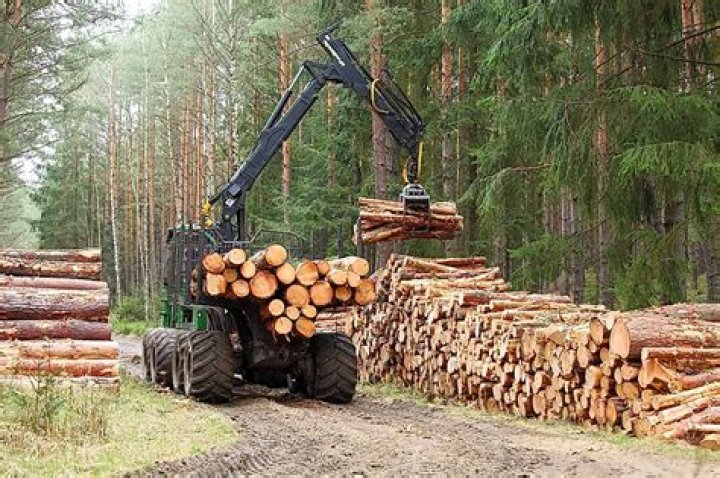 How does logging cause deforestation?