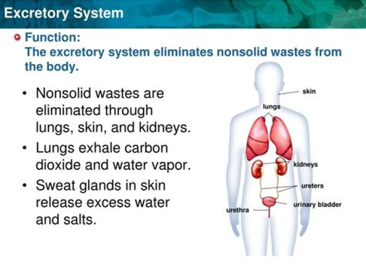 How does the excretory system interact with the circulatory system?