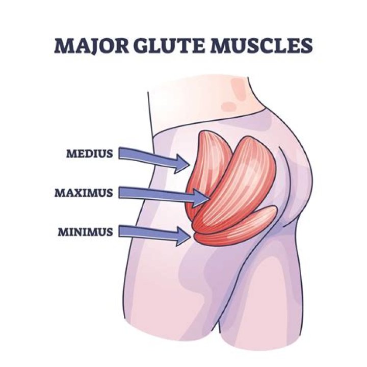 How does the gluteus maximus do?