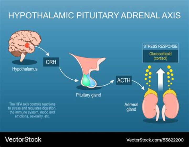 How does the hypothalamic-pituitary-adrenal axis work?