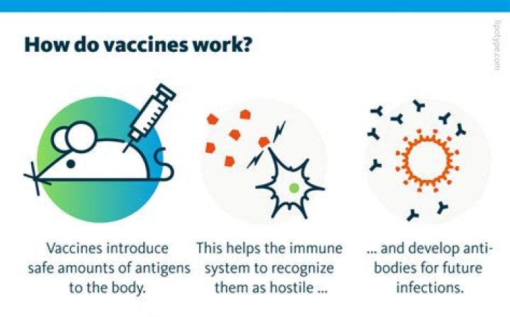 How does vaccine adjuvants work?