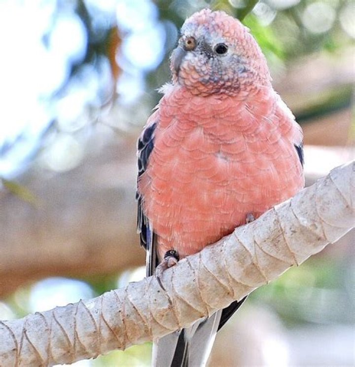 How long do bourke parakeets live?