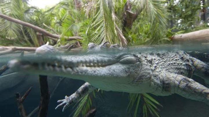 How long do slender-snouted crocodile live?