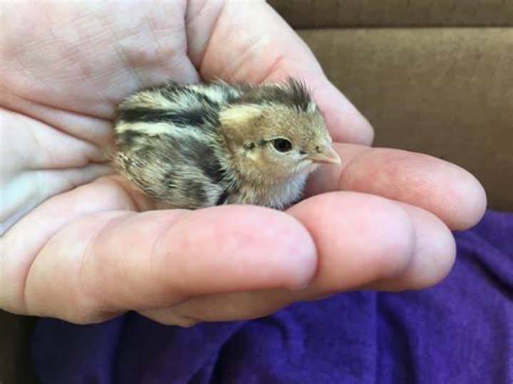 How long does it usually take to get shoes from goat?